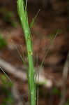 Eastern turkeybeard